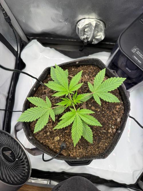 P.P.D.. Week 3