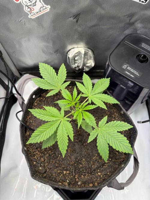 P.P.D.. Week 3