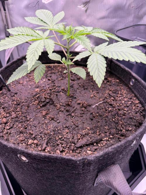 P.P.D.. Week 3