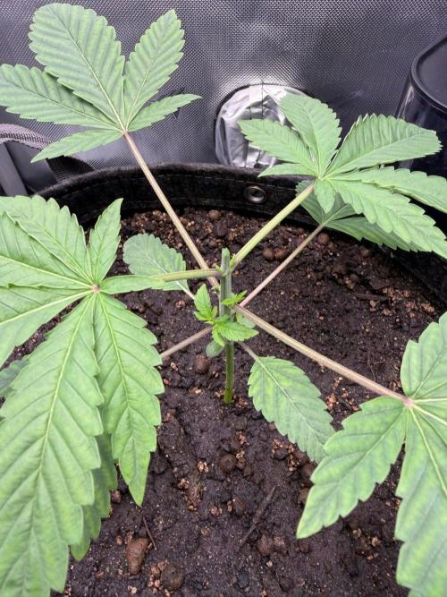 P.P.D.. Week 3