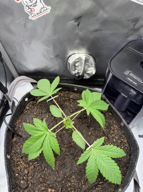 P.P.D.. Week 3