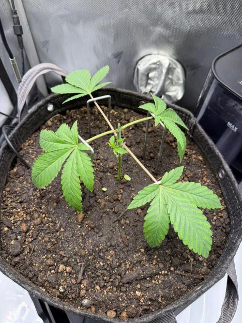 P.P.D.. Week 3