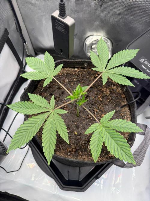 P.P.D.. Week 3