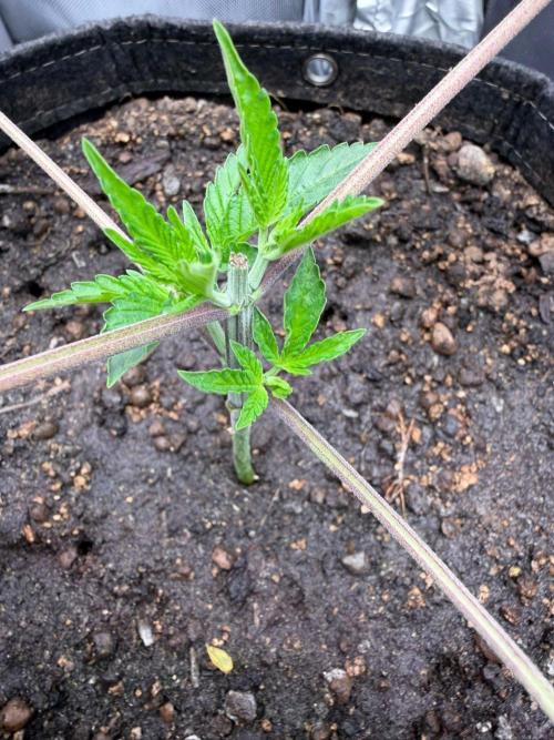 P.P.D.. Week 3