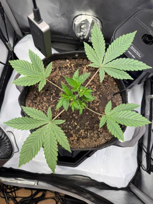P.P.D.. Week 4