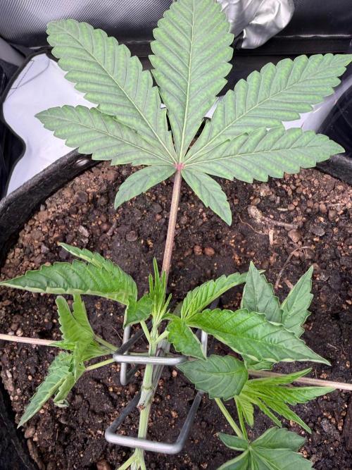 P.P.D.. Week 4