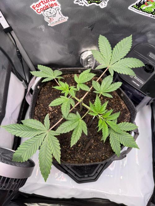 P.P.D.. Week 4