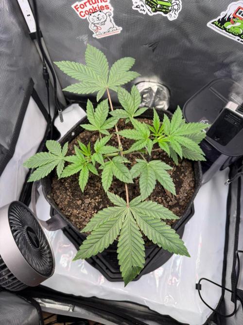 P.P.D.. Week 4