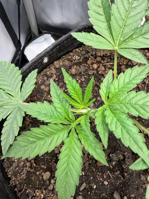 P.P.D.. Week 4
