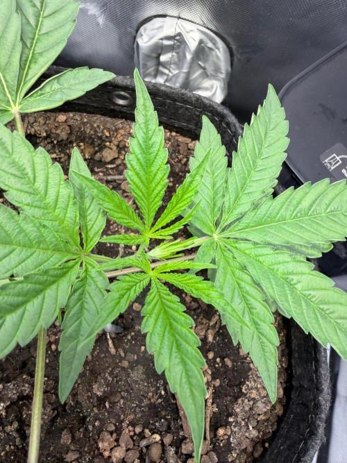P.P.D.. Week 4