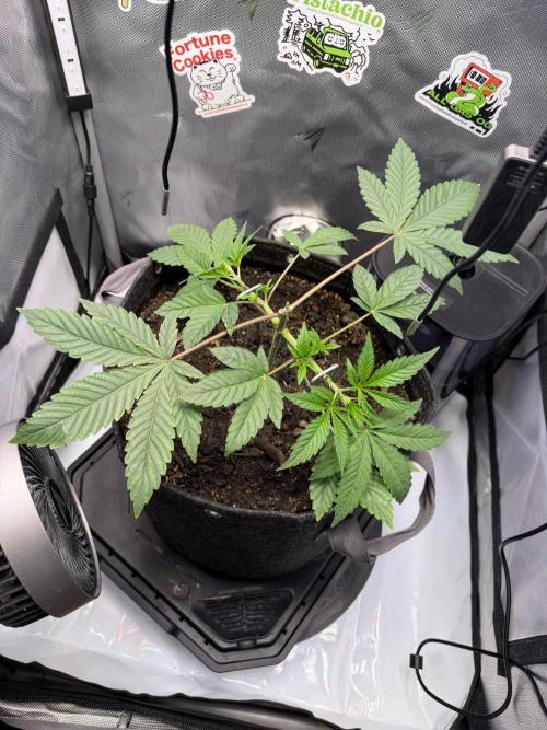 P.P.D.. Week 4