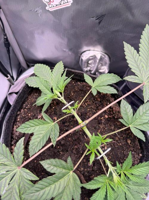 P.P.D.. Week 4
