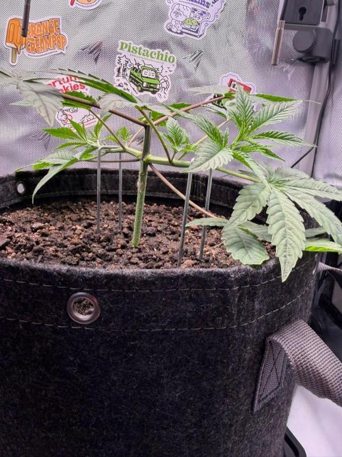 P.P.D.. Week 4