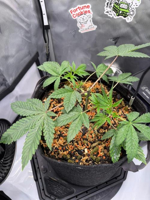 P.P.D.. Week 4