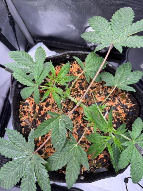 P.P.D.. Week 4