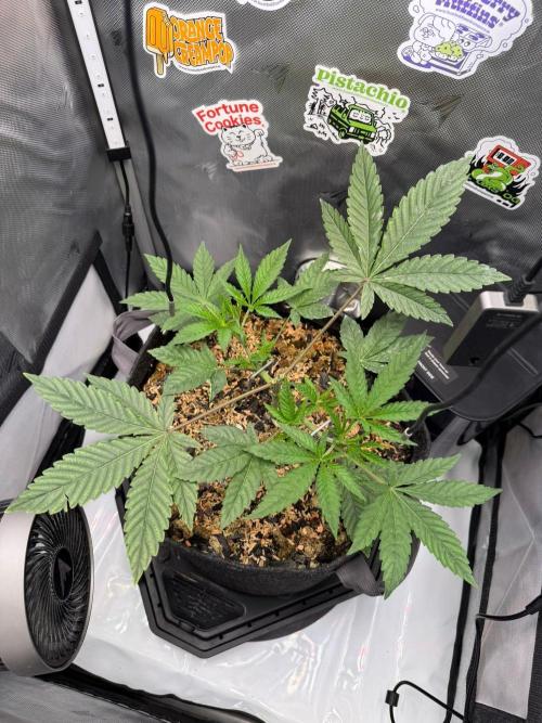 P.P.D.. Week 4