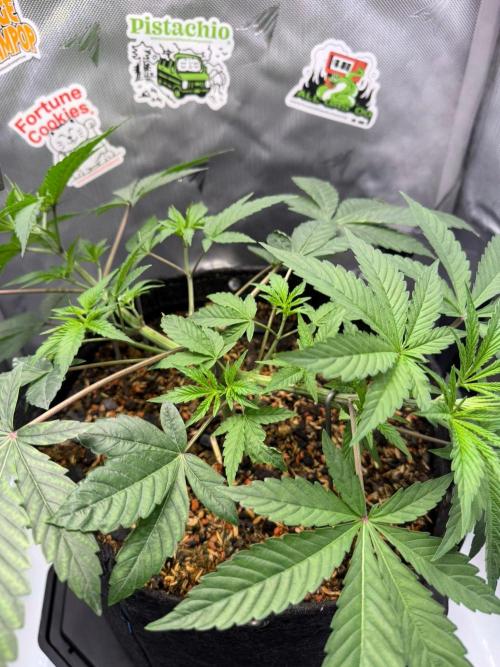 P.P.D.. Week 5