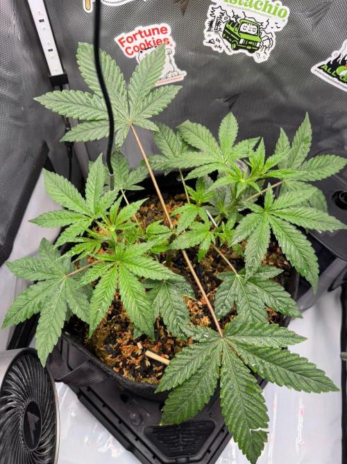 P.P.D.. Week 5
