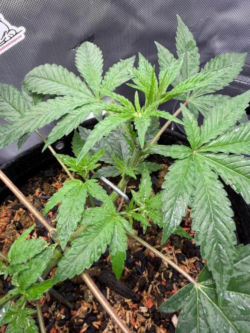 P.P.D.. Week 5