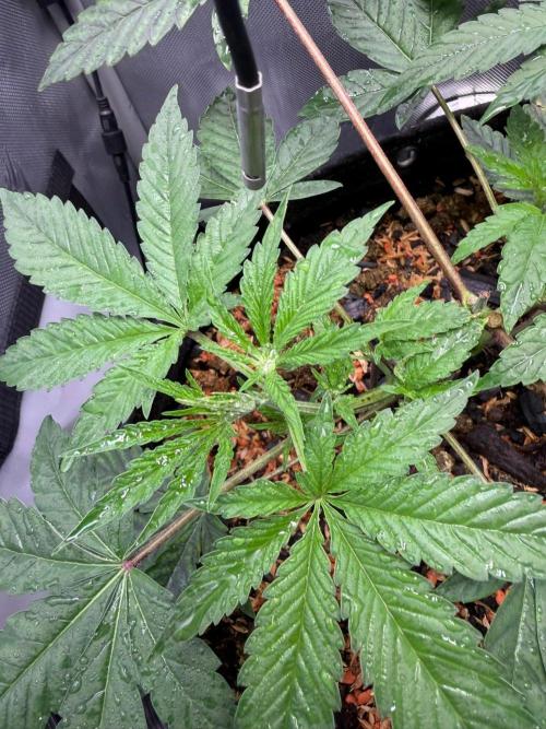 P.P.D.. Week 5