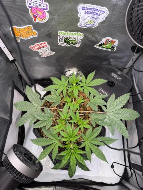 P.P.D.. Week 5