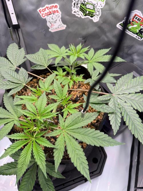 P.P.D.. Week 5