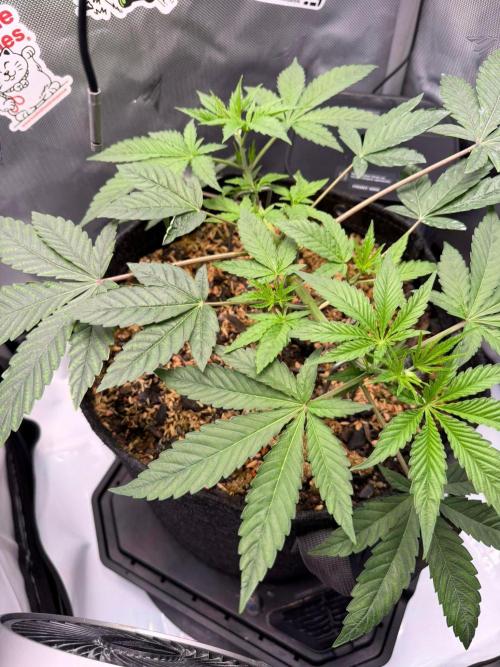 P.P.D.. Week 5