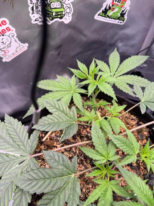 P.P.D.. Week 5