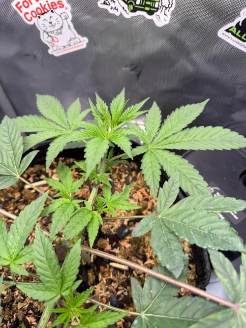 P.P.D.. Week 5