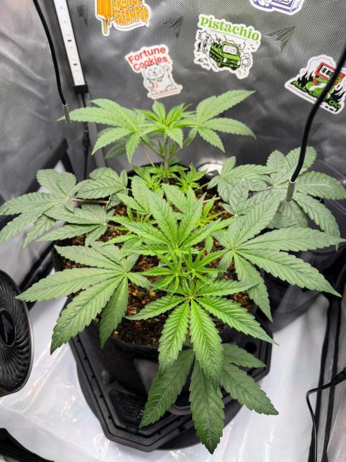 P.P.D.. Week 5