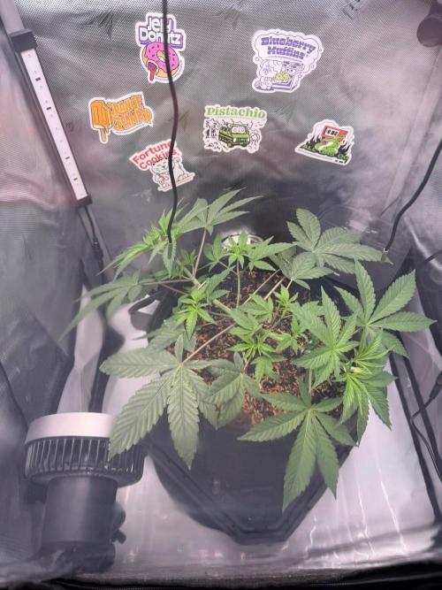 P.P.D.. Week 5