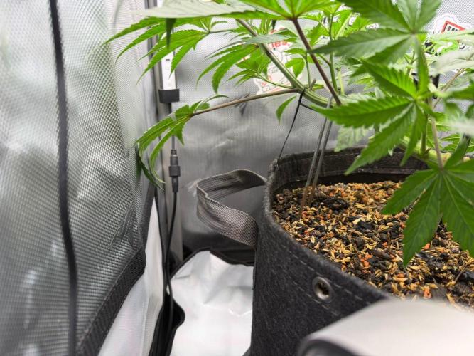 P.P.D.. Week 6