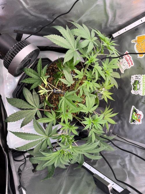 P.P.D.. Week 6
