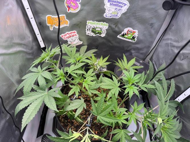 P.P.D.. Week 6