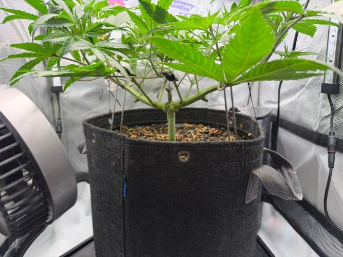 P.P.D.. Week 6