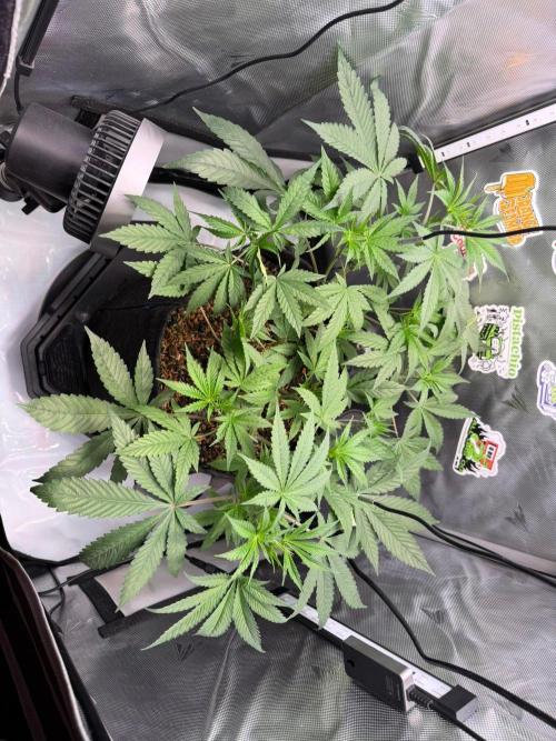 P.P.D.. Week 6