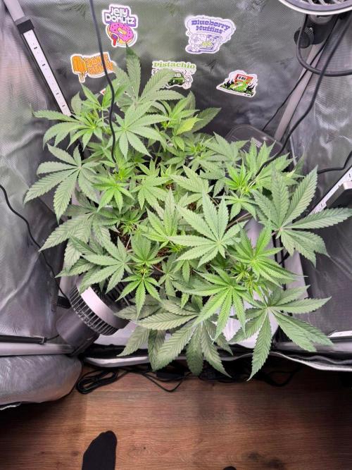 P.P.D.. Week 6