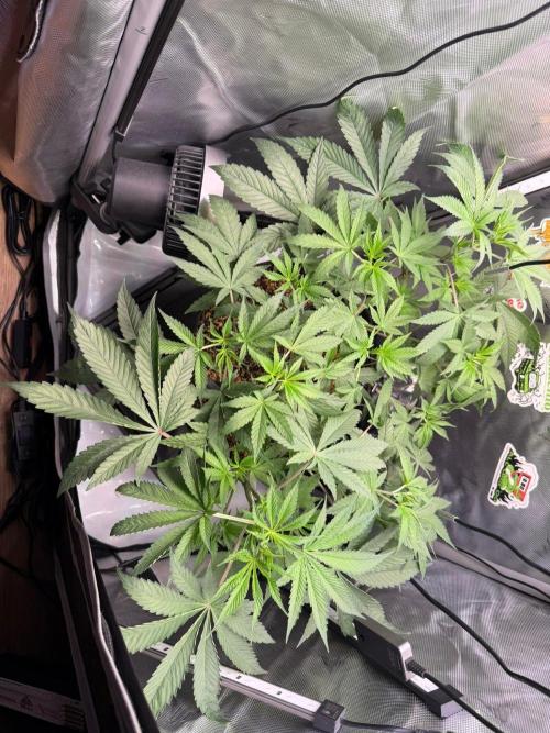P.P.D.. Week 6