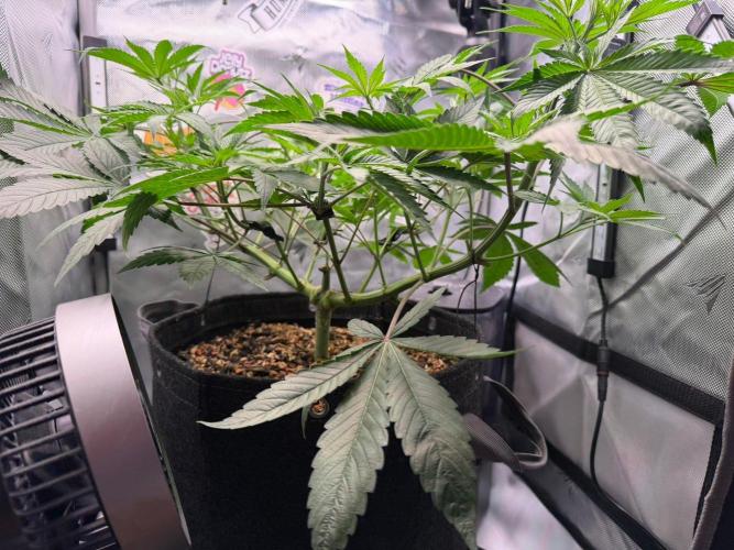 P.P.D.. Week 6