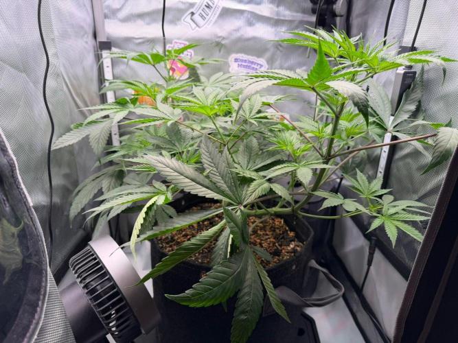 P.P.D.. Week 6