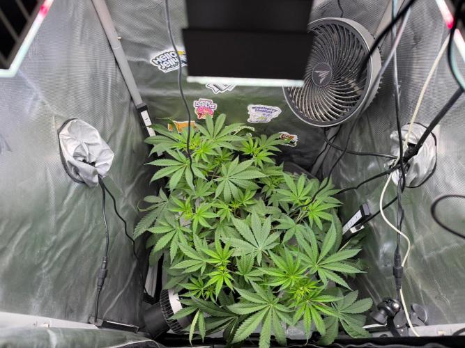 P.P.D.. Week 6