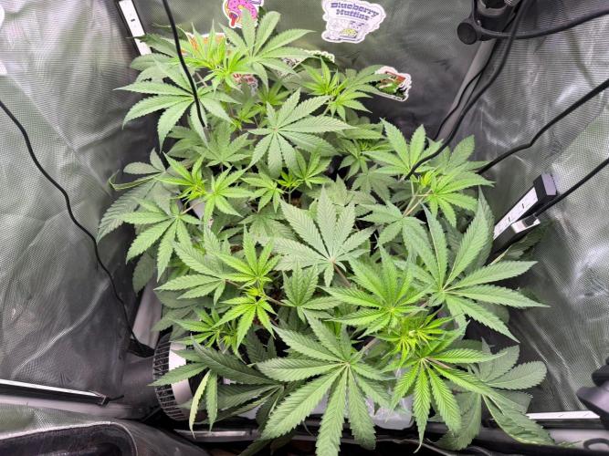 P.P.D.. Week 6