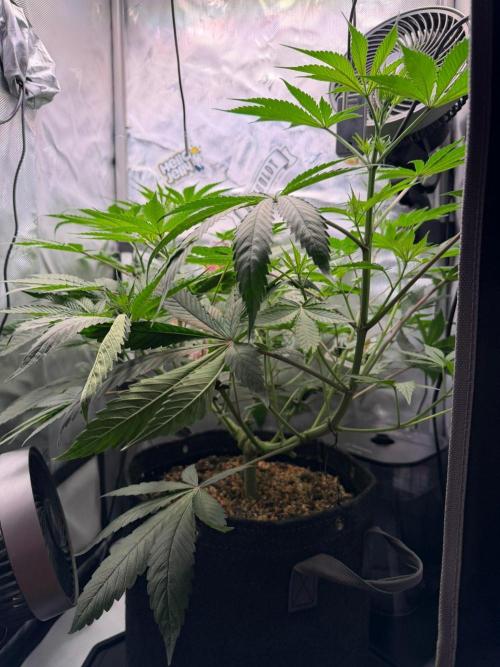 P.P.D.. Week 7