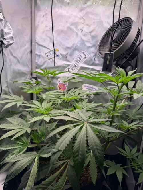 P.P.D.. Week 7