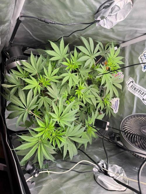 P.P.D.. Week 7