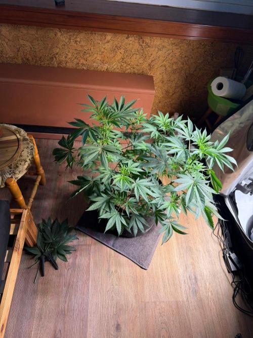 P.P.D.. Week 7