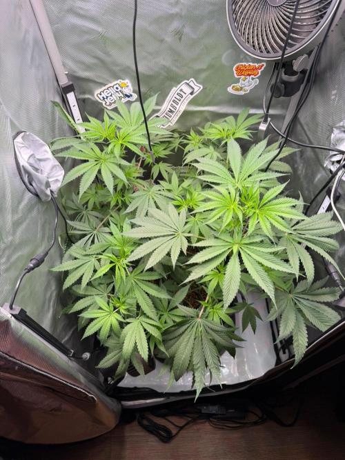 P.P.D.. Week 7