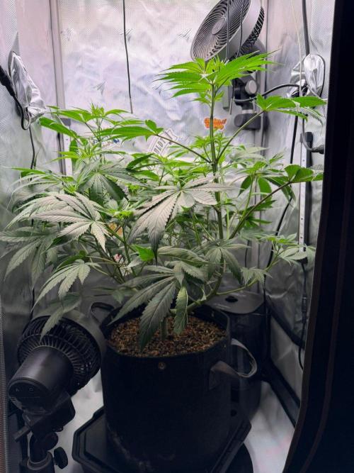 P.P.D.. Week 7