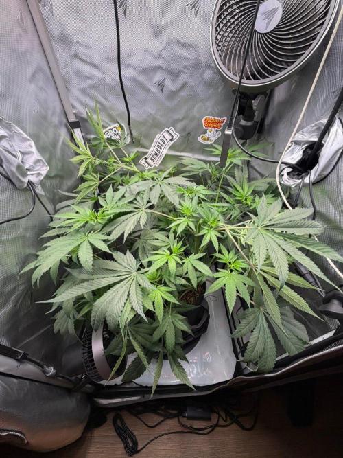P.P.D.. Week 7