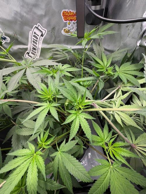 P.P.D.. Week 7